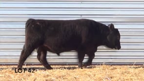 Lot #42 - LL GUN POWDER 0142