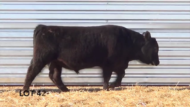 Lot #42 - LL GUN POWDER 0142
