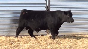 Lot #41 - LL GUN POWDER 024