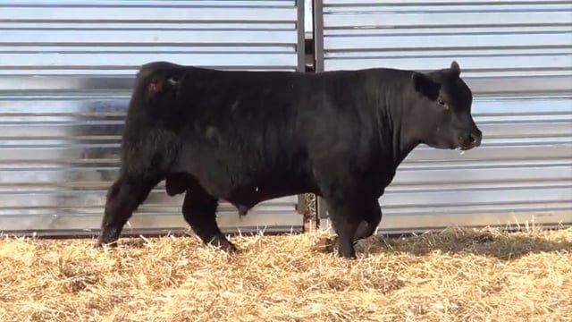 Lot #41 - LL GUN POWDER 024