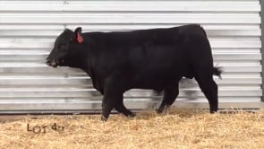 Lot #40 - CL TRAPPER 0104