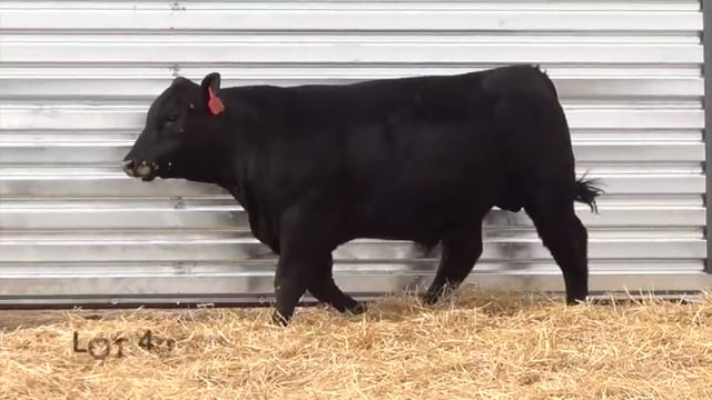 Lot #40 - CL TRAPPER 0104