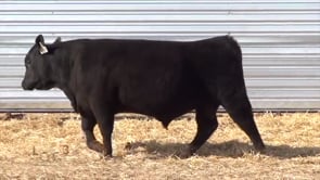 Lot #39 - LL NEXT GENERATION 0115