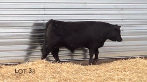 Lot #38 - LL GUNSLINGER 078