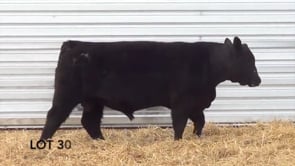 Lot #30 - LL AVIATOR 0107 **OUT OF SALE**
