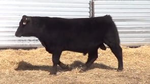 Lot #29 - LL RECKON 0173