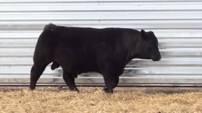 Lot #28 - LL RECKON 0113