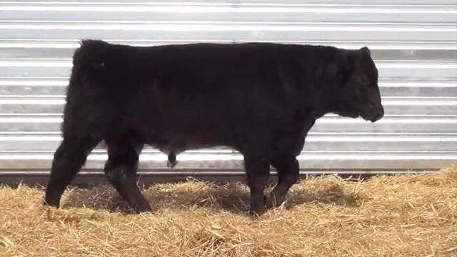 Lot #25 - LL RECKON 019