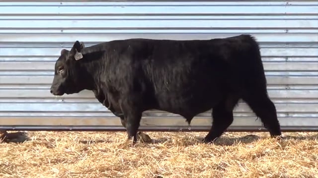 Lot #21 - LL STUNNER 0100