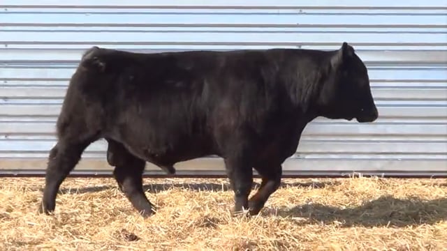 Lot #19 - LL STUNNER 087