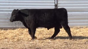 Lot #16 - LL STUNNER 042