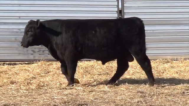 Lot #16 - LL STUNNER 042