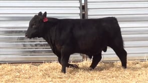 Lot #14 - CL STUNNER 031