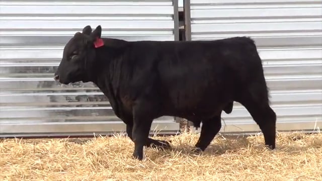 Lot #14 - CL STUNNER 031