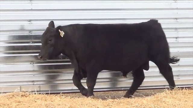 Lot #13 - LL STUNNER 021