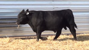 Lot #11 - LL STUNNER 001