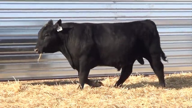 Lot #11 - LL STUNNER 001