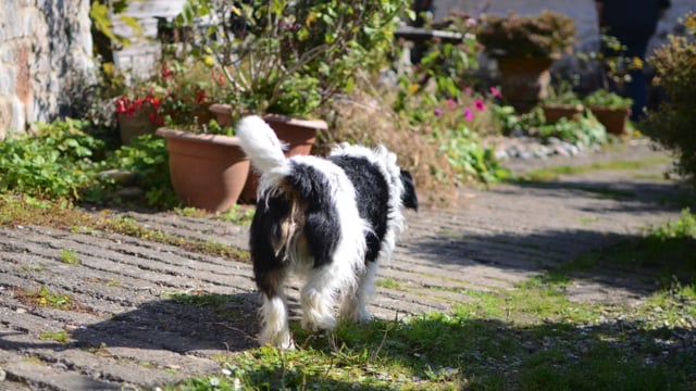 Vimeo Thumbnail (API)