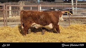 Lot #34 - BRUNS HOTSHOT 029