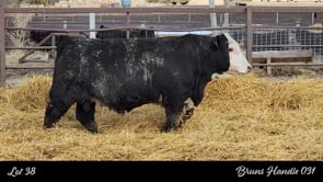 Lot #38 - BRUNS HANDLE 031