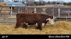 Lot #37 - BRUNS HEAD START 036