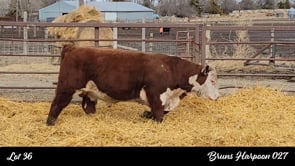 Lot #36 - BRUNS HARPOON 027