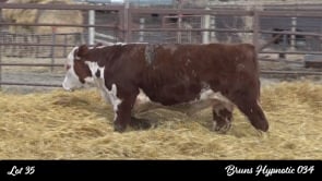 Lot #35 - BRUNS HYPNOTIC 034