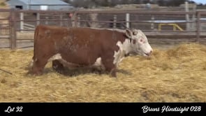 Lot #32 - BRUNS HINDSIGHT 028