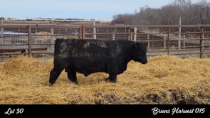 Lot #30 - BRUNS HARVEST 015