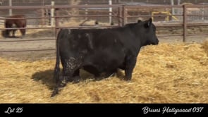 Lot #25 - BRUNS HOLLYWOOD 037