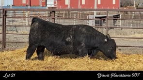 Lot #21 - BRUNS HANDSOME 007