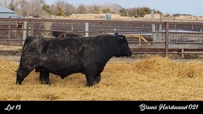 Lot #13 - BRUNS HARDWOOD 021