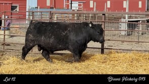 Lot #12 - BRUNS HICKORY 013