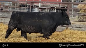 Lot #9 - BRUNS HOMELAND 009