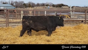 Lot #7 - BRUNS HOMEBOY 039