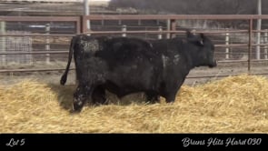 Lot #5 - BRUNS HITS HARD 030