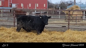 Lot #3 - BRUNS HONEST 004