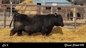 Lot #2 - BRUNS HABIT 012
