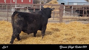 Lot #1 - BRUNS HIGH ROLLER 001