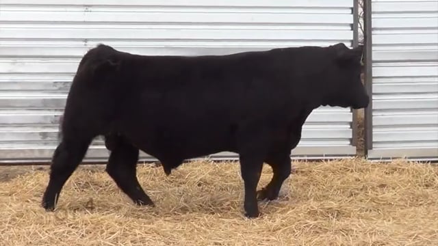 Lot #45 - LL AUTHORITY 0166