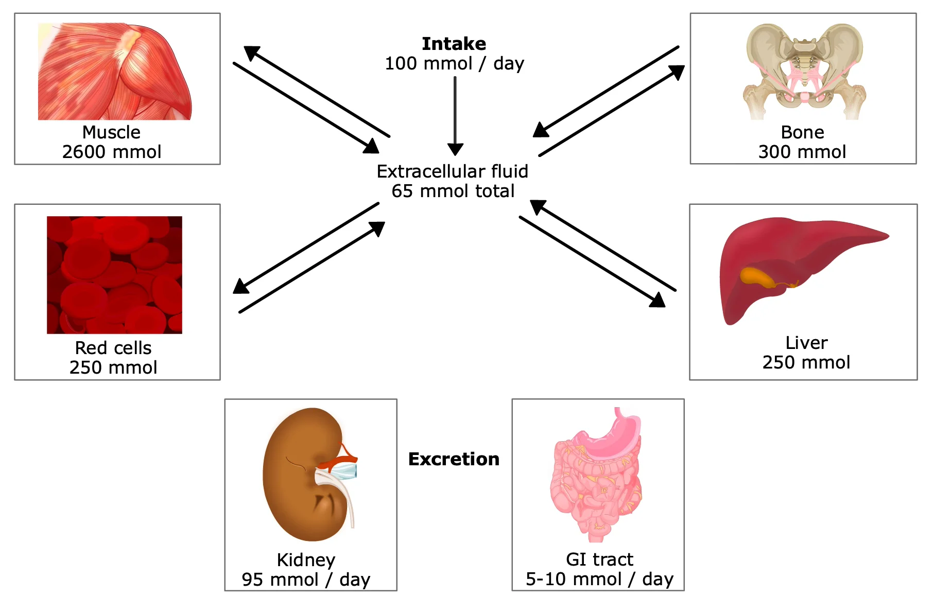 Disorders of potassium balance