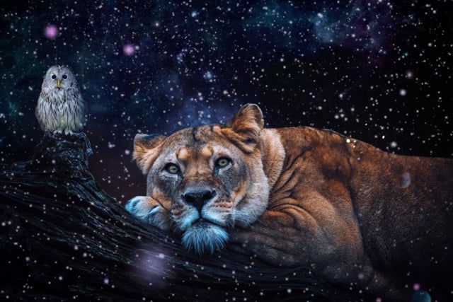 狮子 猫头鹰 夜晚 - Free video on Pixabay - Pixabay