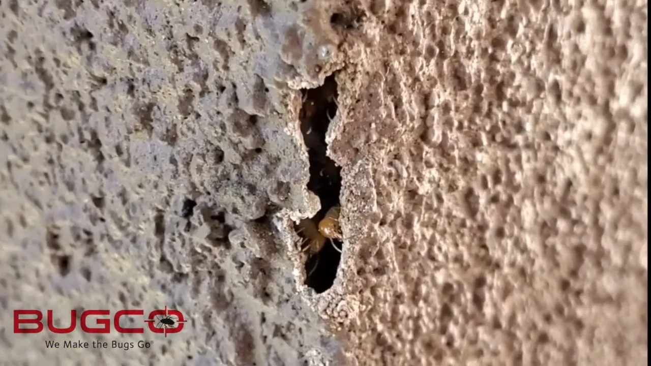 HOW TO TELL TERMITES APART! BUGCO Pest Control Houston on Vimeo