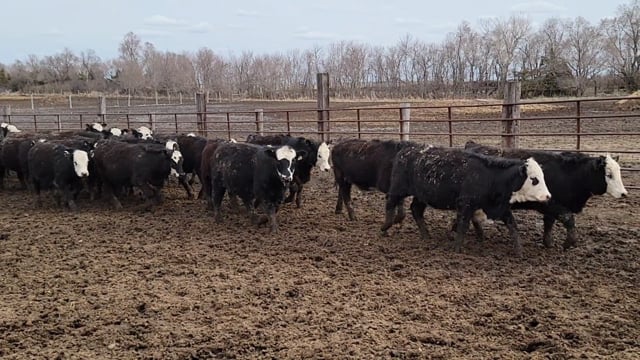 Lot #A - 55 BLACK BALDY OPEN HEIFERS