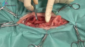 Ovariohisterectomía en gata