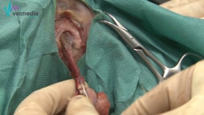 Uretrostomía perineal en el gato