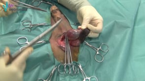 Uretrostomía escrotal en perro