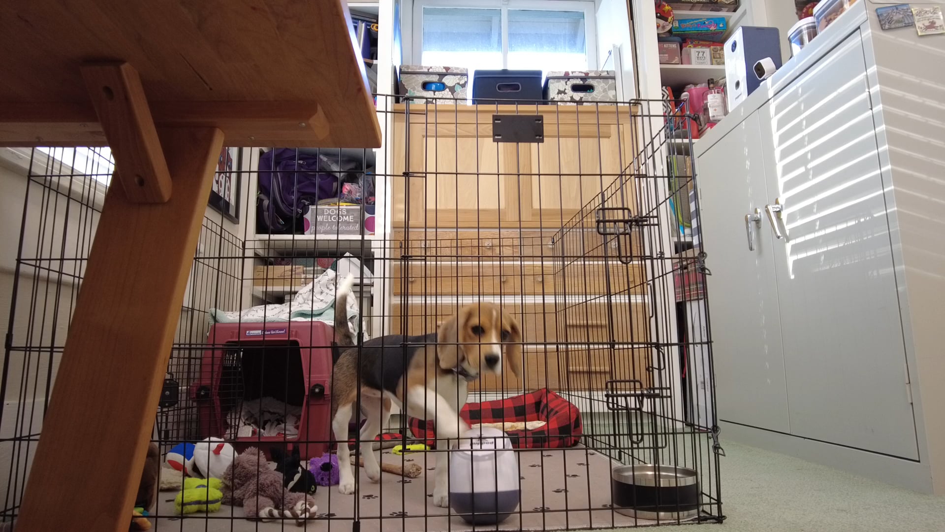 Keep your dog entertained in their xpen or kennel with PupPod on Vimeo