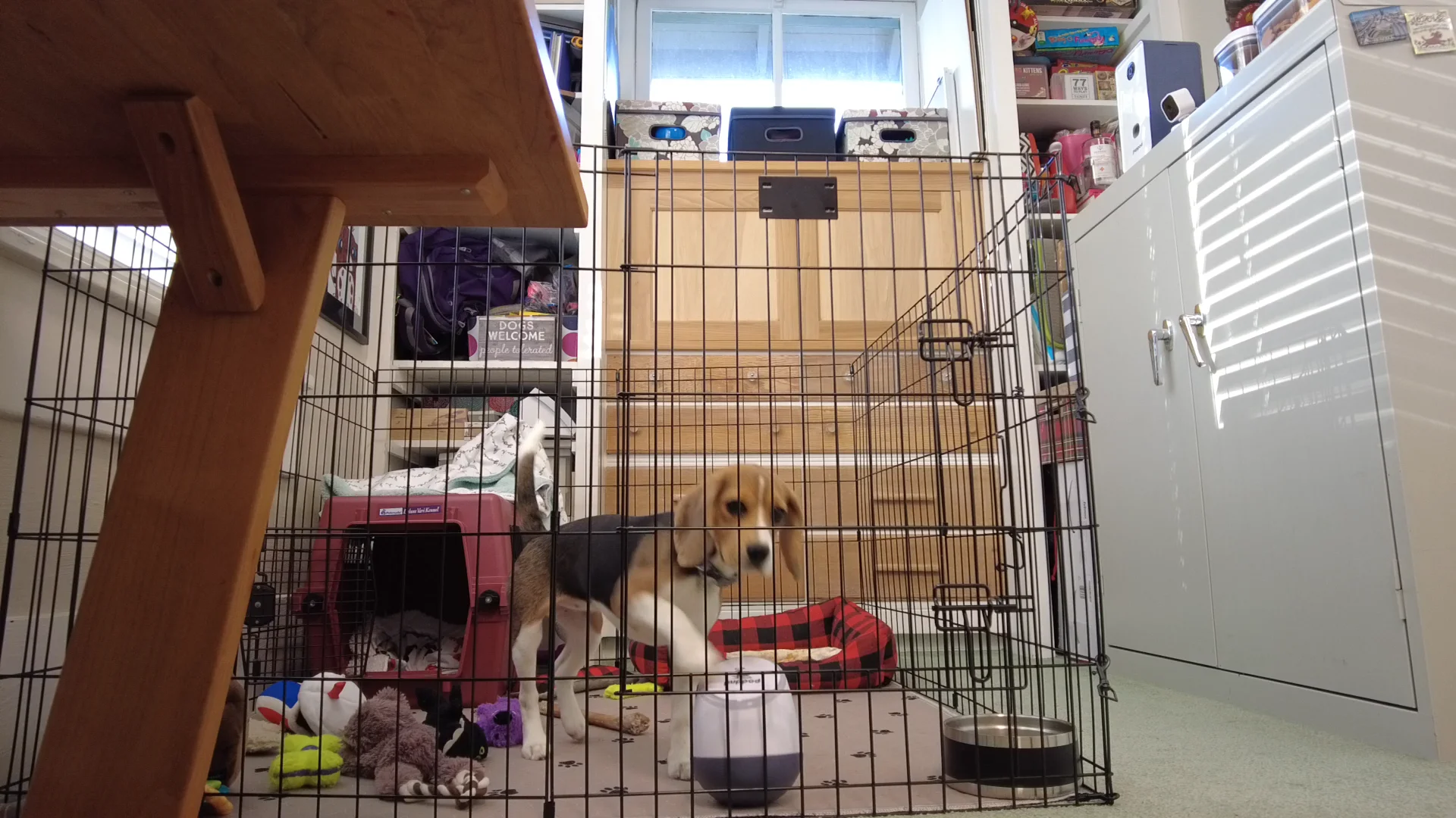 Keep dog clearance entertained in crate