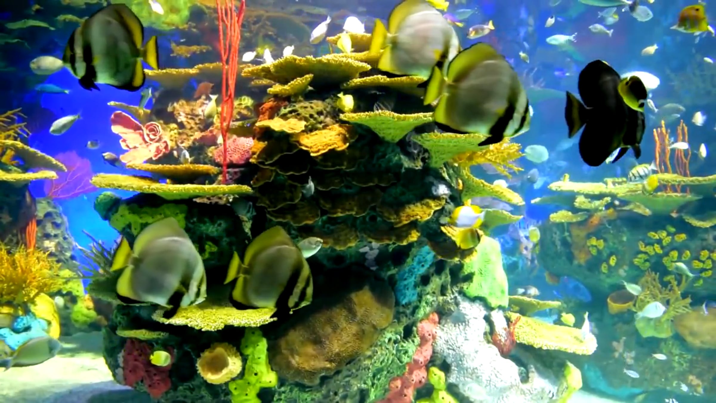 Beautiful Coral Reef Aquarium Collection 12 Hours Best Relax Music